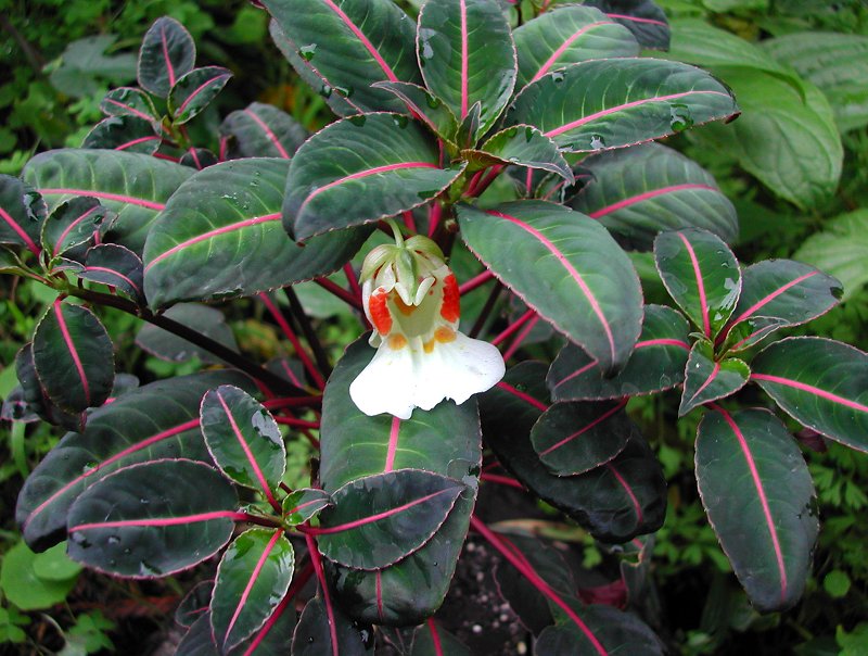 Impatiens morsei